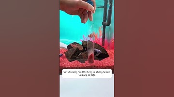Bộ vòi hút đáy cực đơn giản làm sạch sàn bể thay nước nhanh chóng #aquatic #shorts