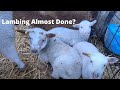 Tail End Of Lambing!