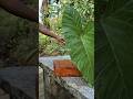 Elephant ear leaf🍃 | Perfect ASMR I #asmr #cuttingskills #shortvideo #shorts #shortsfeed