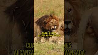 Personajes Del Rey León En La Vida Real