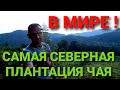 Самая Северная плантация чая в мире! Краснодарский Край!