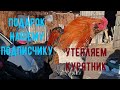 Подарок для подписчика.Утепляем курятники.