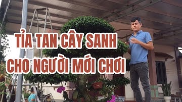 Cách cắt tỉa cây sanh cho anh em mới chơi