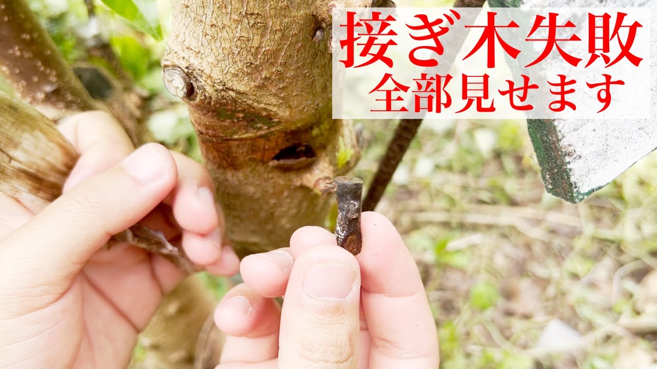【接ぎ木の失敗】なぜ失敗するのか？失敗しても．．．気にするな！！！1万回やろう．[Grafting failure] Why does it fail?