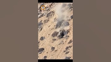 Fatal Pursuit: Snow Leopard Sends Blue Sheep Down the Mountain