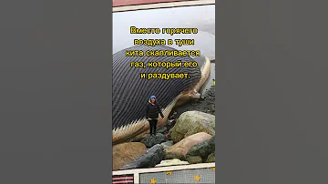 Этот факт спасет твою жизнь 😱👍 #факты #животные  #киты