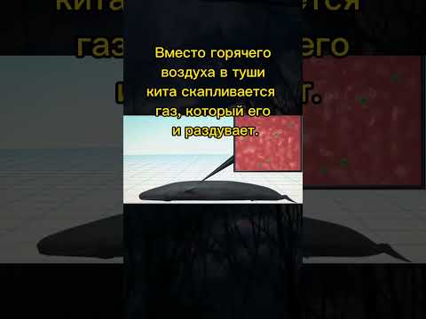 Видео: Китът диша ли под вода?