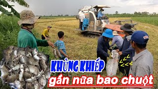 Bắt Gần Nữa Bao Chuột Trên Đám Lúa Này, Ăn Lúa Ăn Sen Con Nào Cũng Mập Ú Nu | CĐMT #693