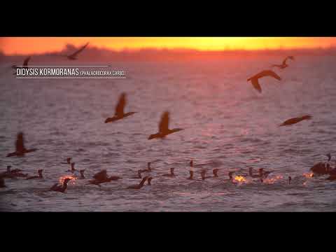 Video: Kas Yra Paukščių Kelias