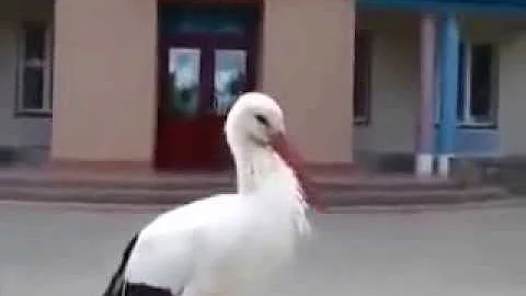 Кого принёс аист?