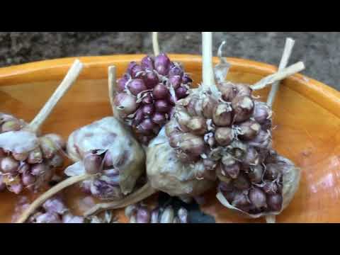 Vídeo: Plantando Bulbils: O que são Bulbils e como cultivar plantas a partir de Bulbils