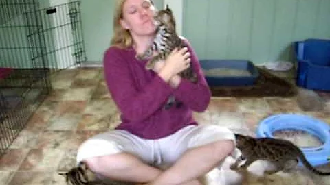 Watch the video about F1 bengal kittens socializing