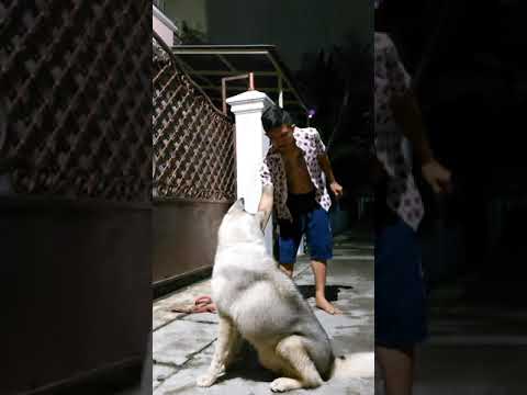 Video: Cara Melatih dan Merawat Anak Anjing Siberia Husky Baru