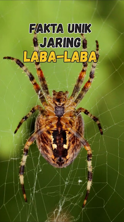 ternyata begini laba-laba membuat jaring super kuat #faktamenarik #jaringlabalaba #shorts #hewan