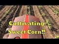 Cultivating sweet corn with a vintage garden tractor