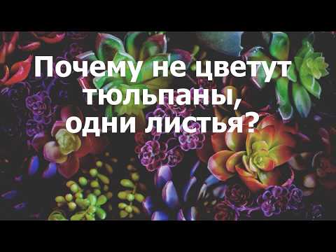 Почему не цветут тюльпаны, одни листья