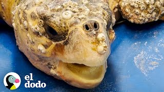 Tortuga marina enorme está tan emocionada de estar de regreso en el océano | El Dodo