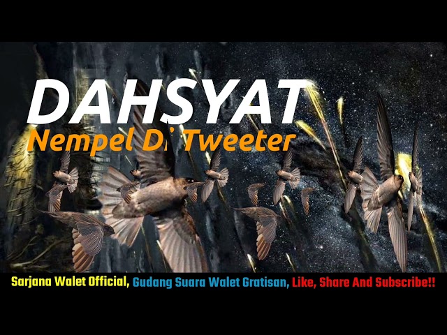 Suara Walet Super DAHSYAT, Walet Nempel Di Tweeter!!!!!!!!!!!!!!!!!!!! class=