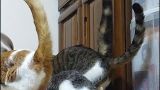 猫のシッポが３本立ったらそれは何かが起きる知らせ(都市伝説)
