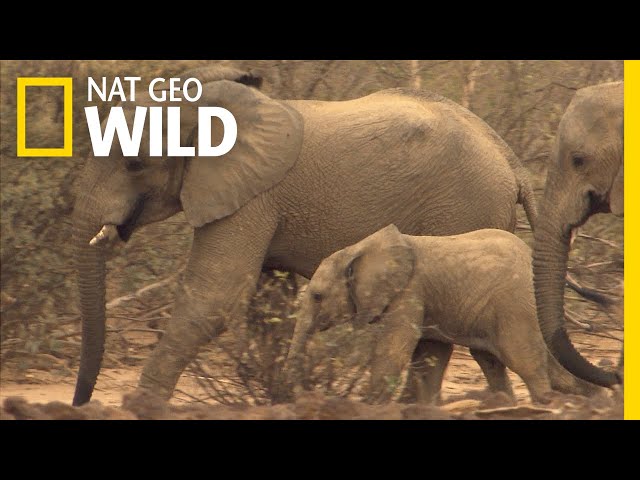 Amazing Animal Migrations by Land, Air, and Sea | Nat Geo Wild class=
