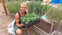 Planting Ashwagandha - The Perfect Soil for Raised Beds 