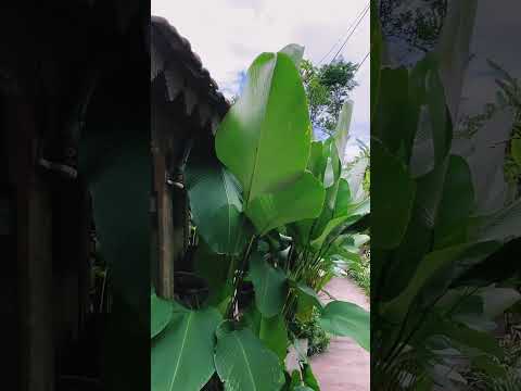 Aesthetic tropical garden