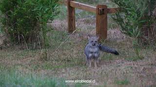 Jimmy el Zorro Chilla jugando en El Robledal