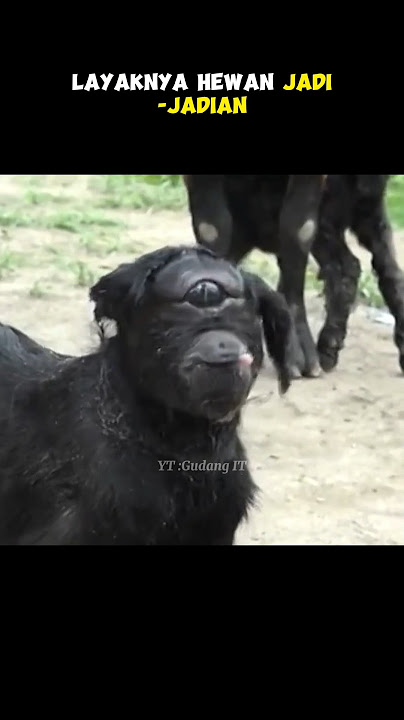 HEWAN YANG MENGALAMI MUTASI GENETIK PALING SERAM #gudangit #shorts