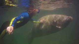 Manatee Madness