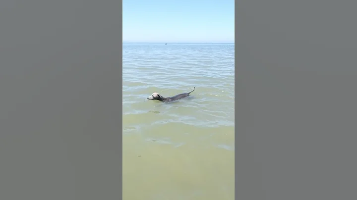 Dog Training: Lloyd (Italian Greyhound x Whippet) - Swimming