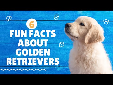 Видео: Golden Retriever-ийн эрүүл мэндийг сайжруулах шинэ судалгааны зорилго - Golden Retrivers-ийн тухай