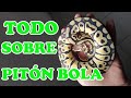 TODO SOBRE PITON BOLA | Pk Reptiles