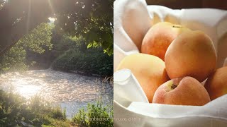 ASMR 초여름날 싱그러운 아르비스의 숲🍃 | 울어봐 빌어도 좋고, 로판, 공부 asmr