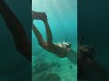 mermaid twirls and plays with school of fish