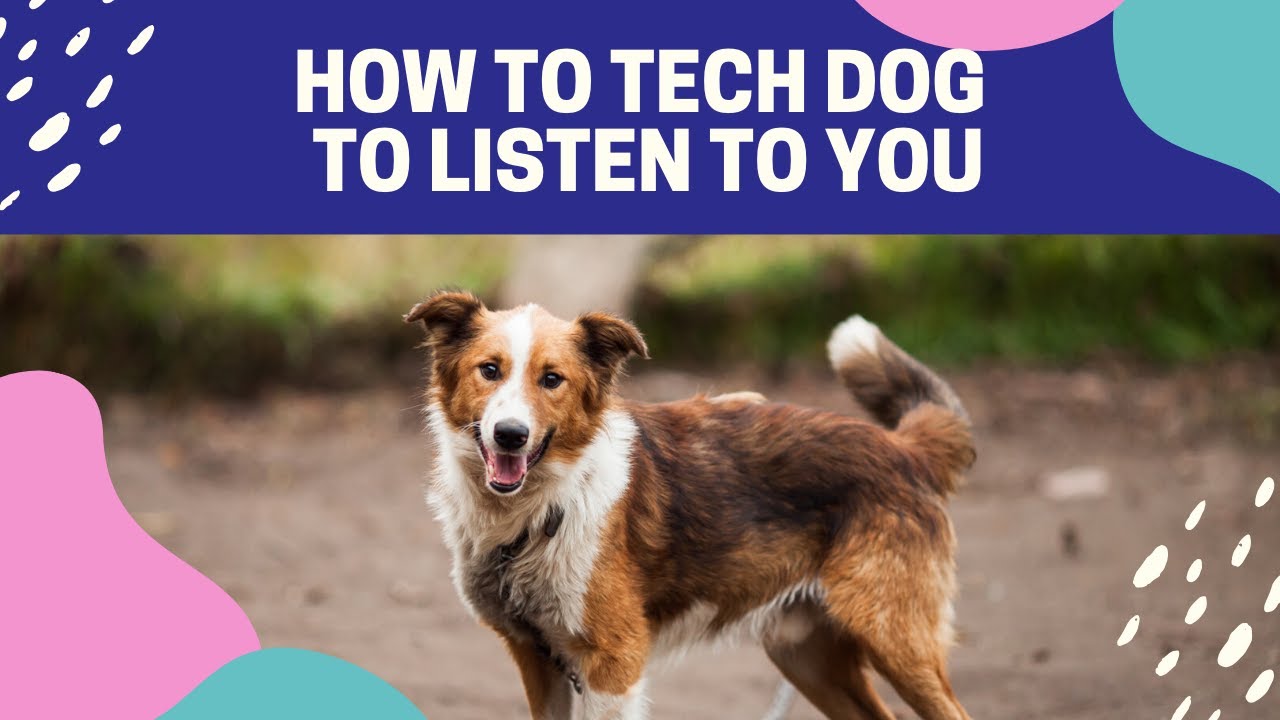 How to train your dog to listen to you Why your dog won't listen to you Professional Dog