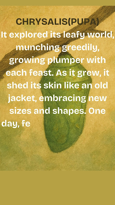 Lifecycle of a Butterfly #english #daily #story #science #butterfly #life #shorts