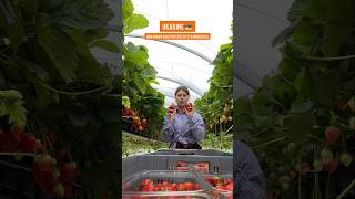 Ukrainian Girl Picks Fresh Strawberries #travel #travelshorts #exploreeurope #shorts #ytshorts