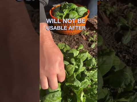 Video: Orach Mountain Špenát – informace o sklizni rostlin Orach