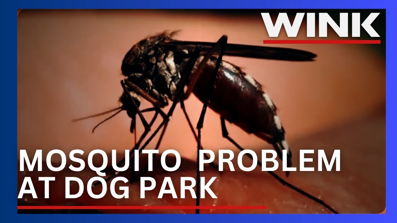 Cape Coral's Rotary Park sees mosquito surge, dog owners voice concerns