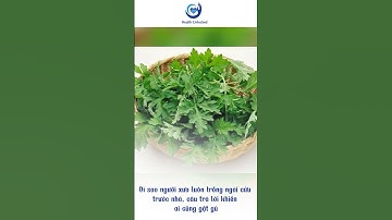 Vì sao người xưa luôn trồng ngải cứu trước nhà, câu trả lời khiến ai cũng gật gù