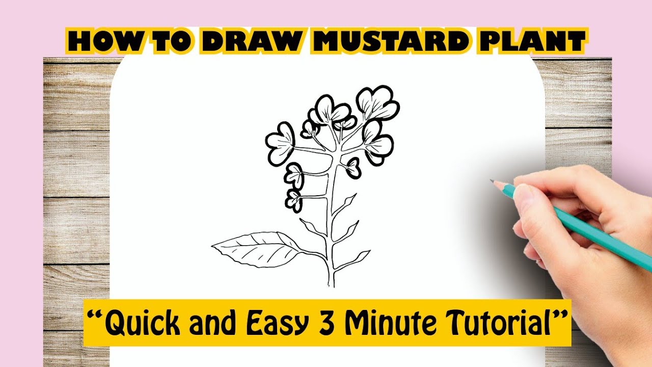How TO Draw mustard tree easy/draw a simple plant - YouTube