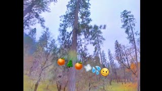 juicing the yeet outta the trees #yeet