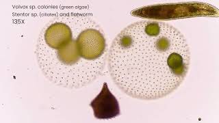 04 Discover the Microscopic World with Marek Miś and Our New MatataStudio Digital Microscope MT3