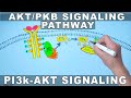 AKT/PKB Signaling Pathway | PI3k Signaling