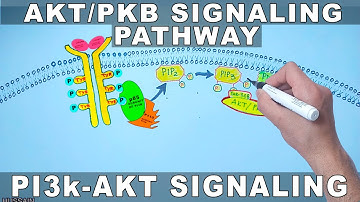AKT/PKB Signaling Pathway | PI3k Signaling