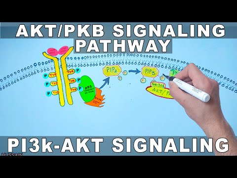 Video: Wichtige Signalknoten Bei Der Entwicklung Der Brustdrüsen Und Bei Krebs. Signalisierung Stromabwärts Der PI3-Kinase Im Brustepithel: Ein Spiel In 3 Akten