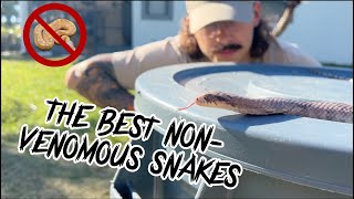 Playing with @TylerNolan 's snakes - Duffdoesnaturestuff Profile