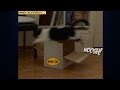 Stunt Cat in Action