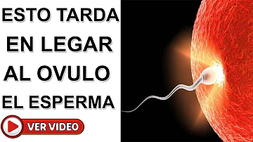 ¿Cuánto tardan los espermatozoides en llegar al óvulo?