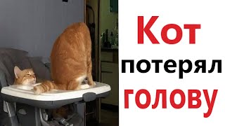 ПРИКОЛЫ! КОТ ПОТЕРЯЛ ГОЛОВУ  МЕМЫ!!! Смешные видео – Доми шоу!